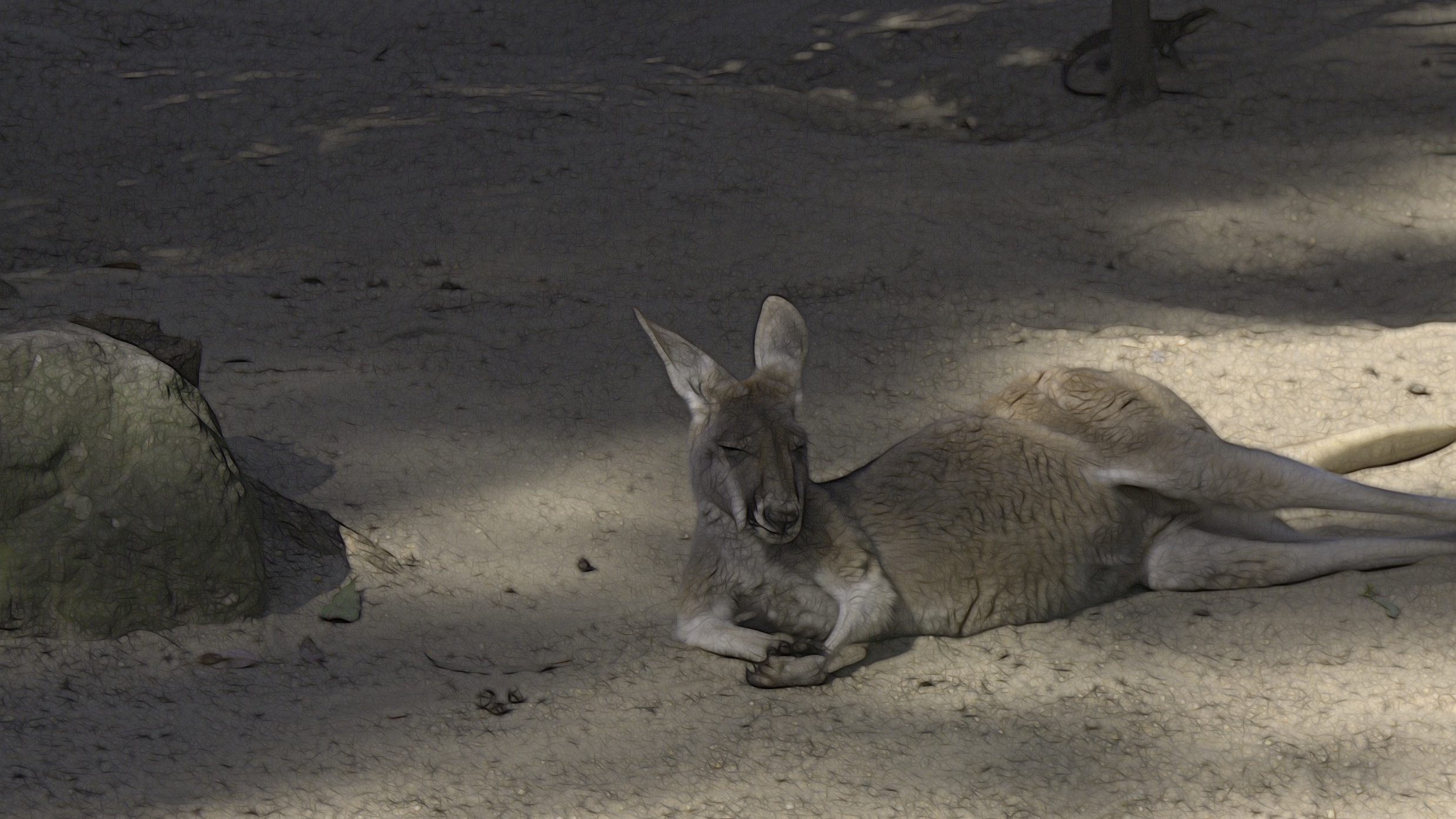 a kangaroo reclingin near a rock at the Taronga Zoo