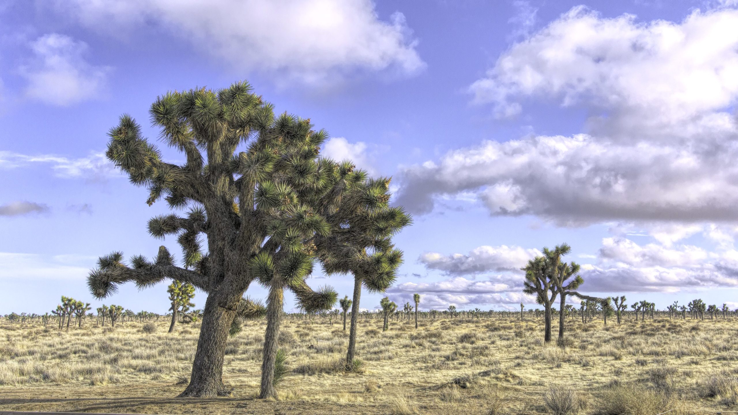 Joshua Trees in a field at Joshua Tree National Park