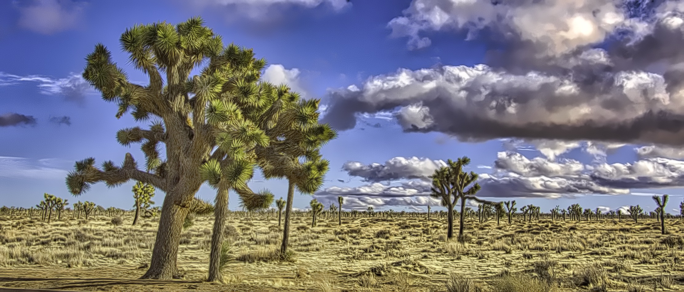 Joshua trees in Joshua Tree National Park