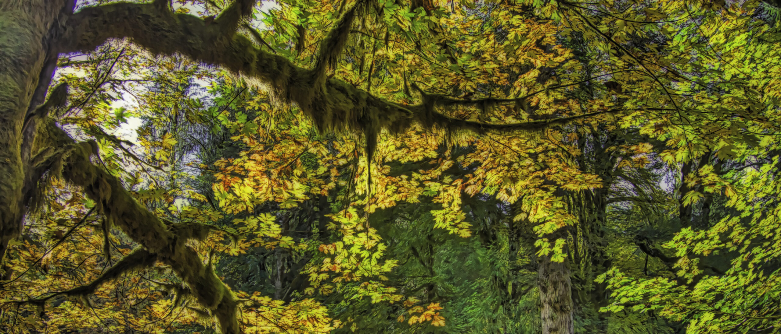 Autumn leaves in the Quinault Forest