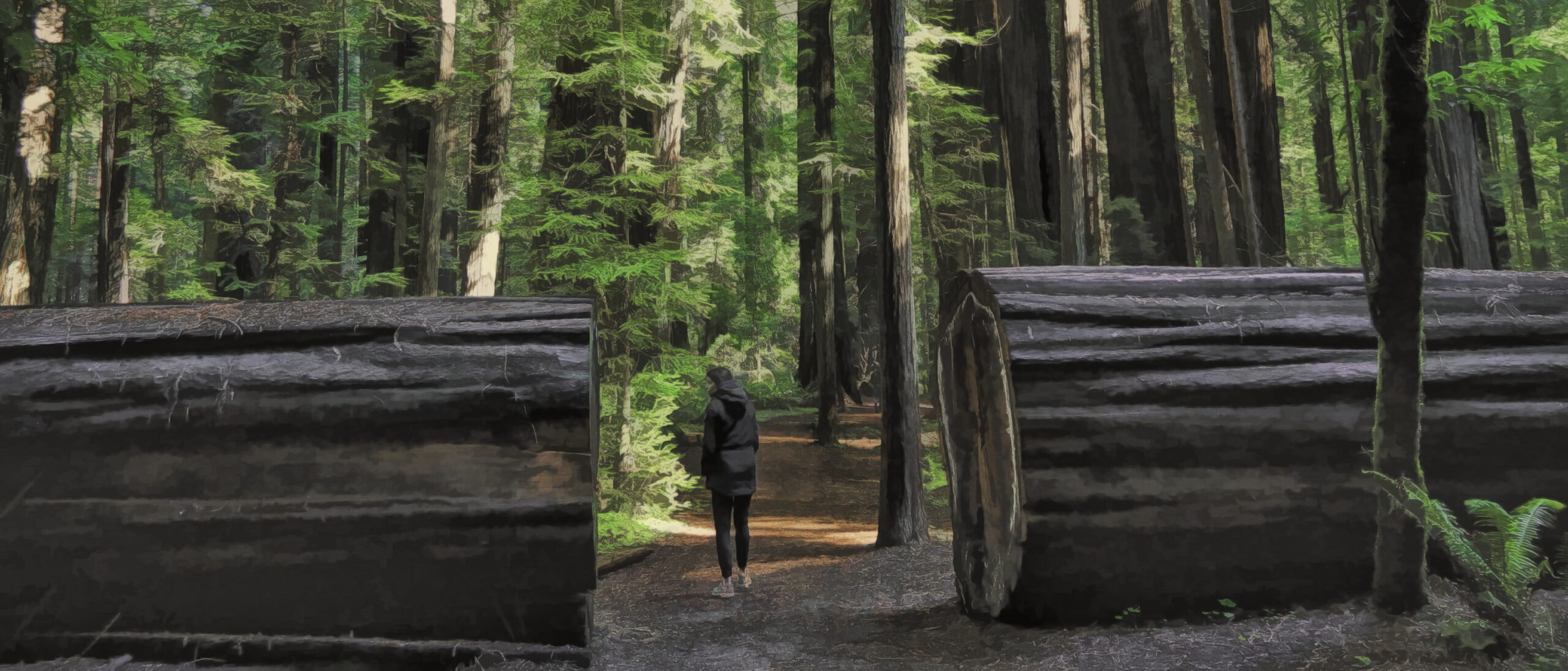 Woman walking through large cut redwood tree