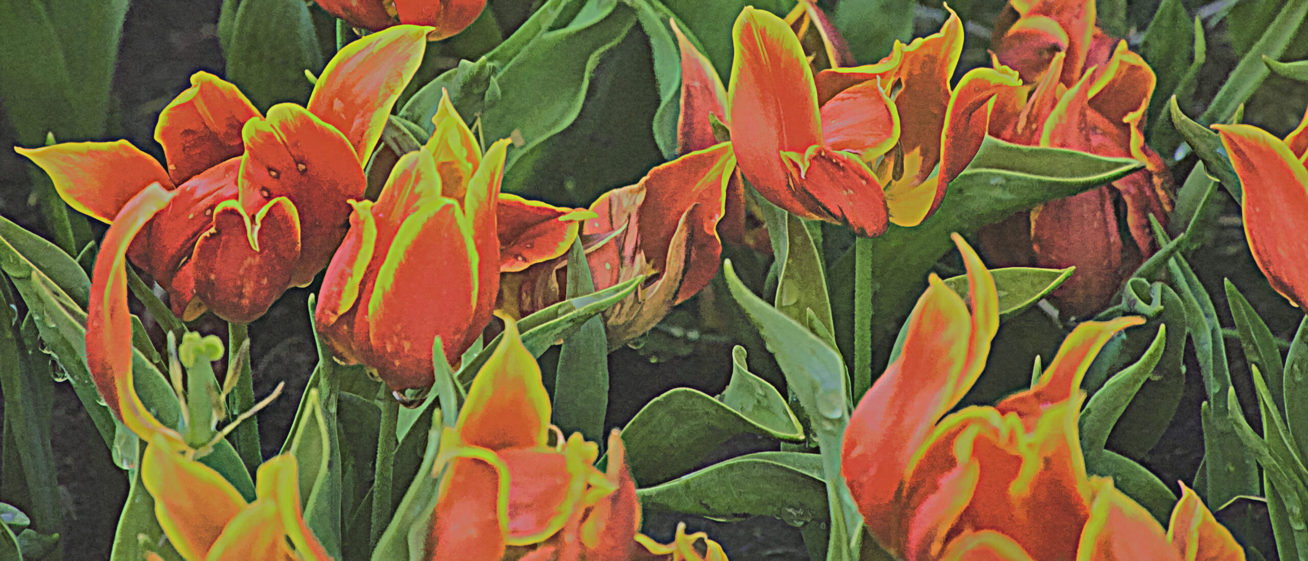 Orange tulips edged in yellow