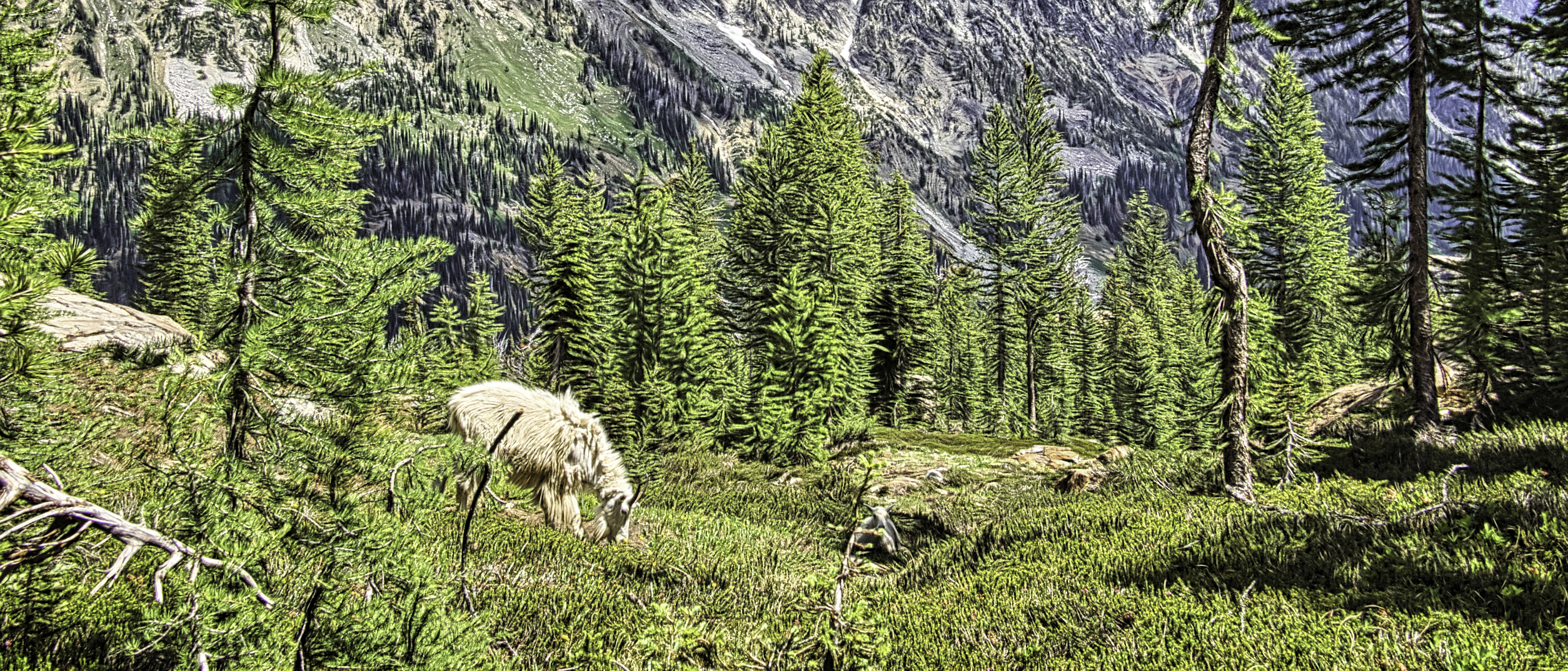 Mountain Goat near Ingles Pass in Washington
