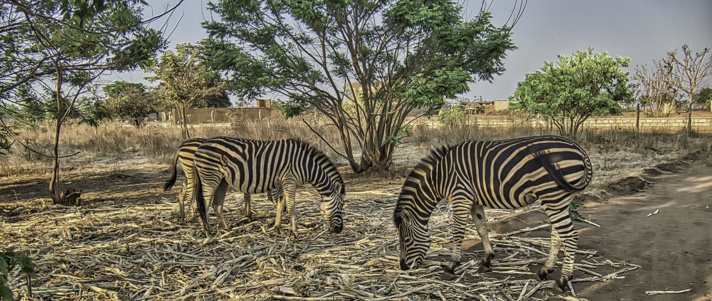 Three zebras grazing on cork stalks in Lilongwe, Malawi