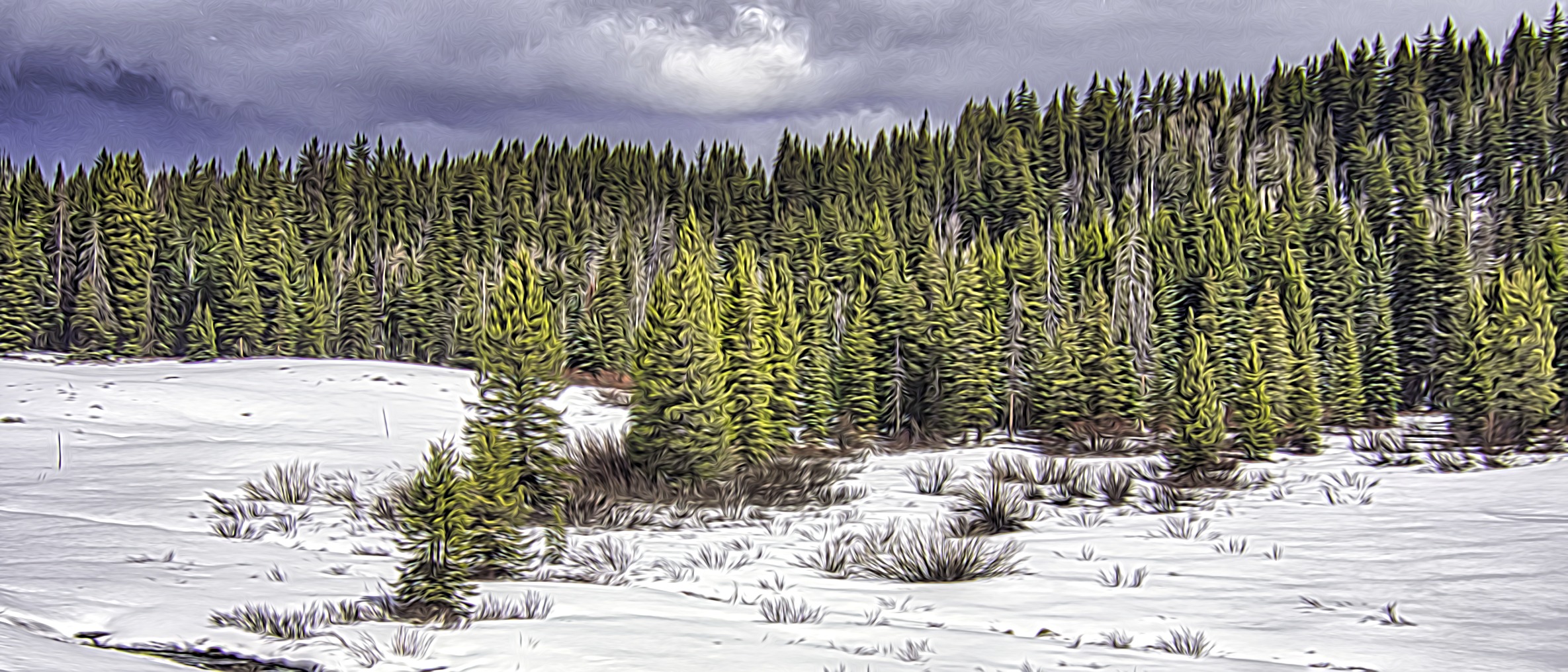 Snow on the ground with evergreen trees in western Colorado