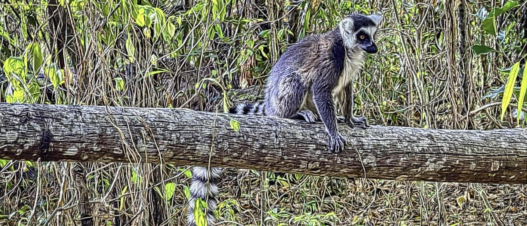 Lemur sitting on a log in Madagascar