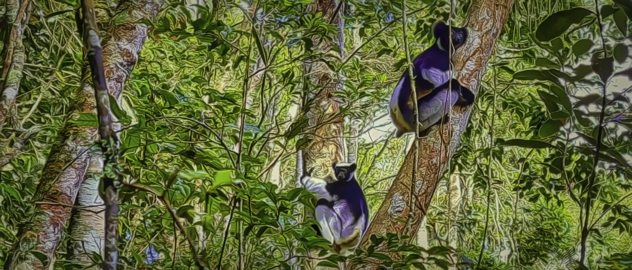 Two Indri lemurs in the trees of the rainforest in Madagascar