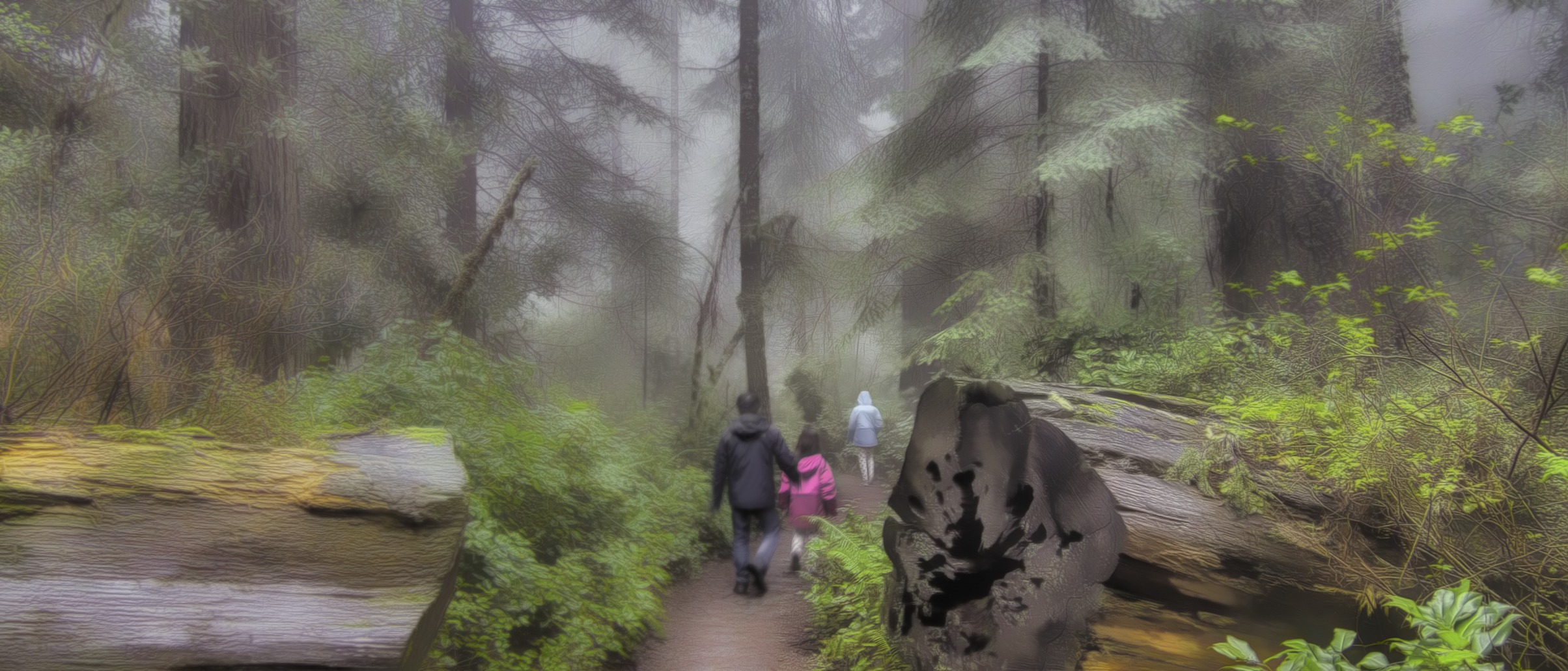 Family walking the foggy trail at Lady Bird Redwood Stan in Redwood National Park in California