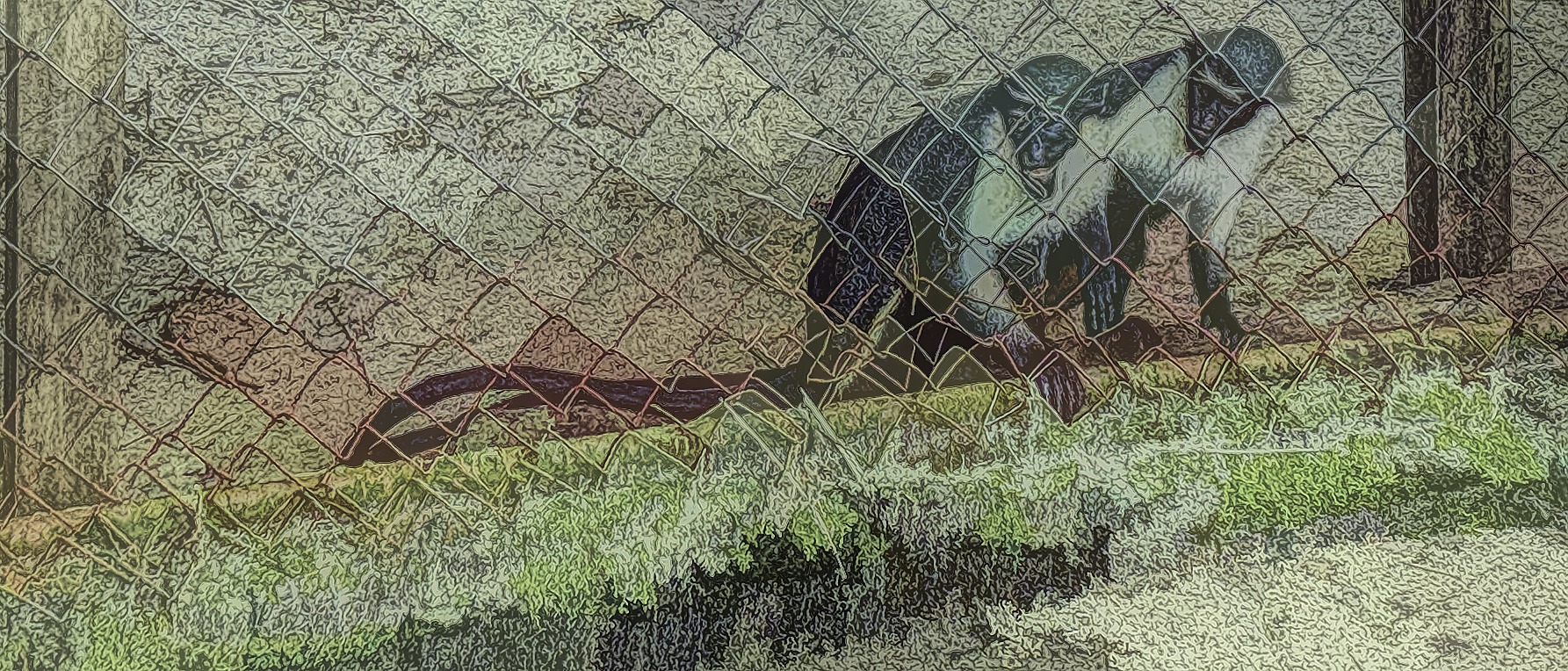 Two monkeys at the Libassa Wildlife Sanctuary in Monrovia, Liberia