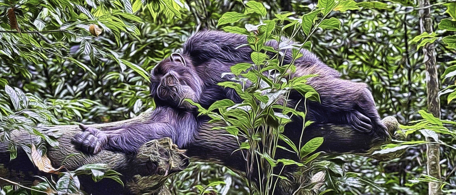 Chimp lying down of a log.