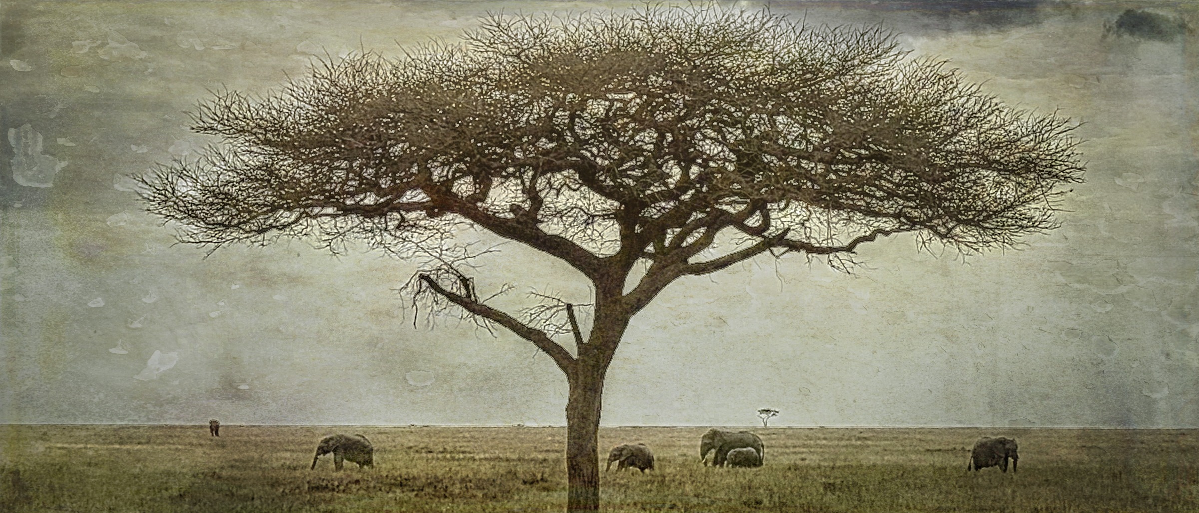 Large tree in the Serengeti in Tanzania with elephants nearby