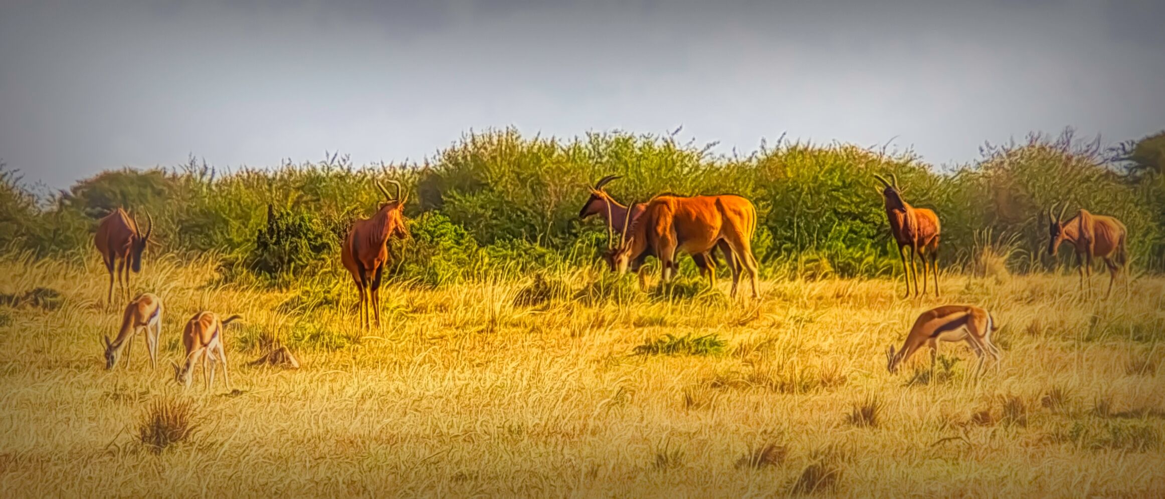 Various animals eating in the savanna in Kenya