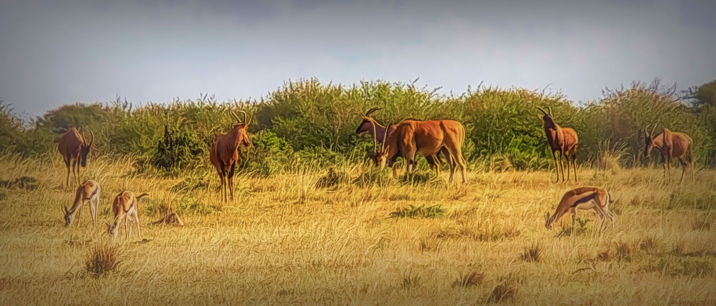Various animals eating in the savanna in Kenya