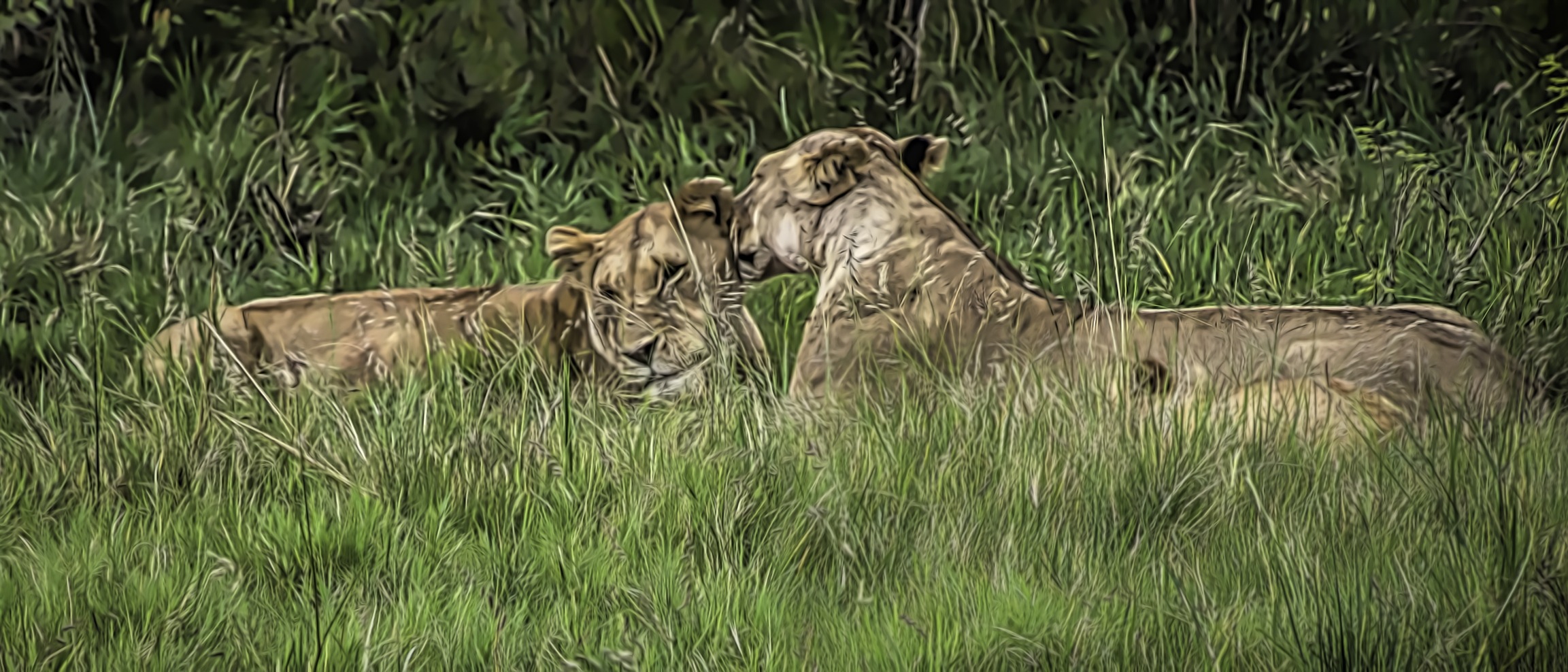 Two Lions face to face lying down in Maasai Mara National Reserve in Kenya